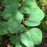 Bauhinia galpinii List