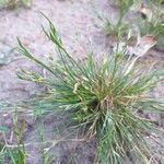 Juncus bufonius Foglia