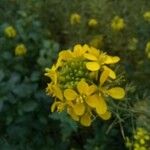 Brassica napus Λουλούδι