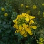 Brassica napus Flower