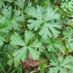 Geranium homeanum Hoja