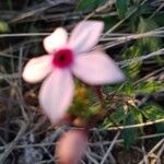Otomeria oculata Flor