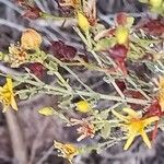 Hypericum triquetrifolium Habit