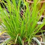 Carex humilis List