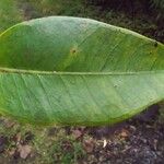 Eugenia mespiloides Leaf