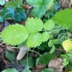 Rosa roxburghii Leaf