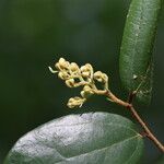 Microcos schmitzii Blatt