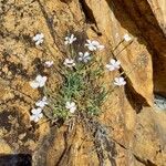 Dianthus gyspergerae Hábito