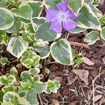 Vinca major Συνήθη χαρακτηριστικά