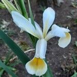 Iris orientalis Blomma