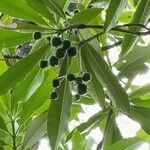 Rauvolfia caffra Gyümölcs