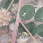 Astragalus obtusifolius Escorça