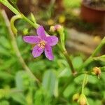 Talinum paniculatum Квітка