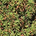 Polygonum paronychioides Hoja