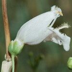 Penstemon fruticiformis Kvet