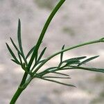 Conopodium majus Leaf