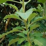 Iochroma gesnerioides Leaf