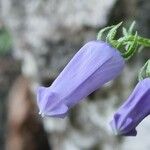 Favratia zoysii Flower