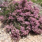 Erica umbellata Habit