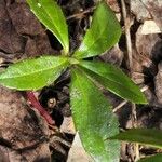 Chimaphila umbellata Blatt