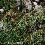 Carex sempervirens Habitus