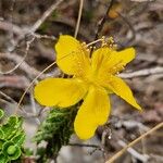 Hypericum balearicum Blüte