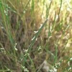 Parapholis strigosa Flower