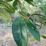 Myrsine umbellata Leaf