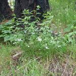 Solanum umbelliferum ᱛᱟᱦᱮᱸ