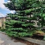 Abies balsamea برگ