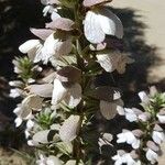 Acanthus mollisBlomst