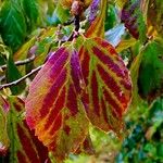Parrotia subaequalis Hoja