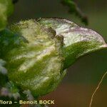 Pedicularis sylvatica Fruit