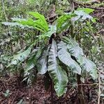 Clavija costaricana Leaf