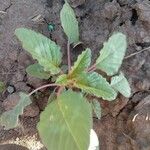 Amaranthus palmeri Folla