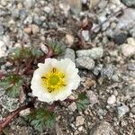 Ranunculus glacialis Blüte