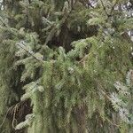 Picea omorika Hostoa