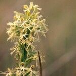 Platanthera lacera Flower