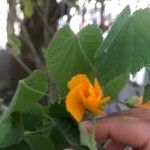 Abutilon grandifolium Květ