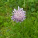 Knautia arvensisBlomma