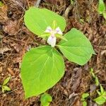 Trillium undulatum برگ