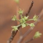 Commiphora mollis Flor