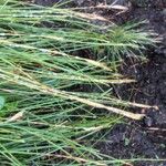 Eleocharis multicaulis Fruto