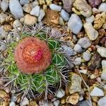 Melocactus intortus Çiçek