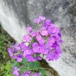 Lunaria annua花