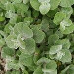 Origanum dictamnus Leaf