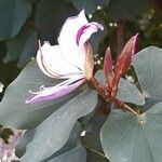 Bauhinia variegata Õis