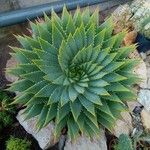 Aloe polyphylla Habitus