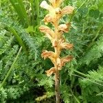 Orobanche lutea Flower