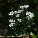 Cardamine plumieri Libunga